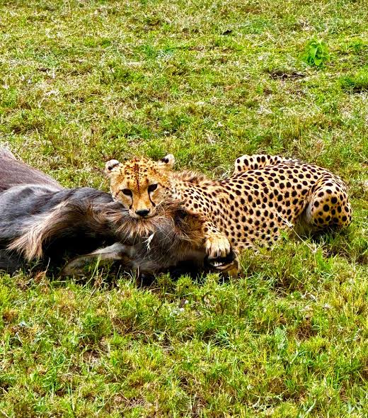 Wildlife game drive across the vast plains of Central Serengeti during safari
