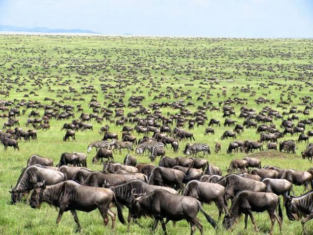 Great Wildebeest Migration herds moving through the Serengeti Ndutu plains