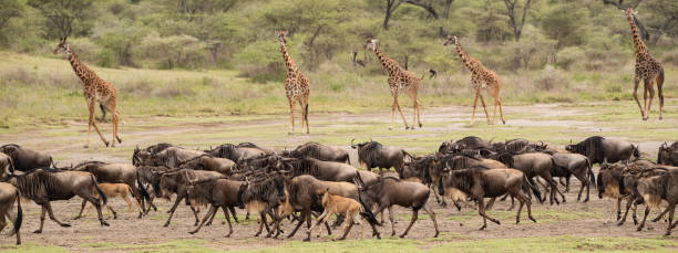 Wildebeest migration moving through the Grumeti region of the Serengeti ecosystem