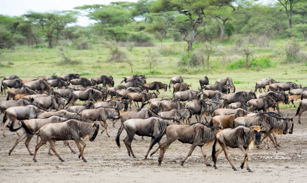 Safari land cruiser driving through the Ndutu plains during the Wildebeest Calving Season in Tanzania