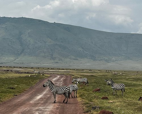 day trip from Arusha to experience zebras