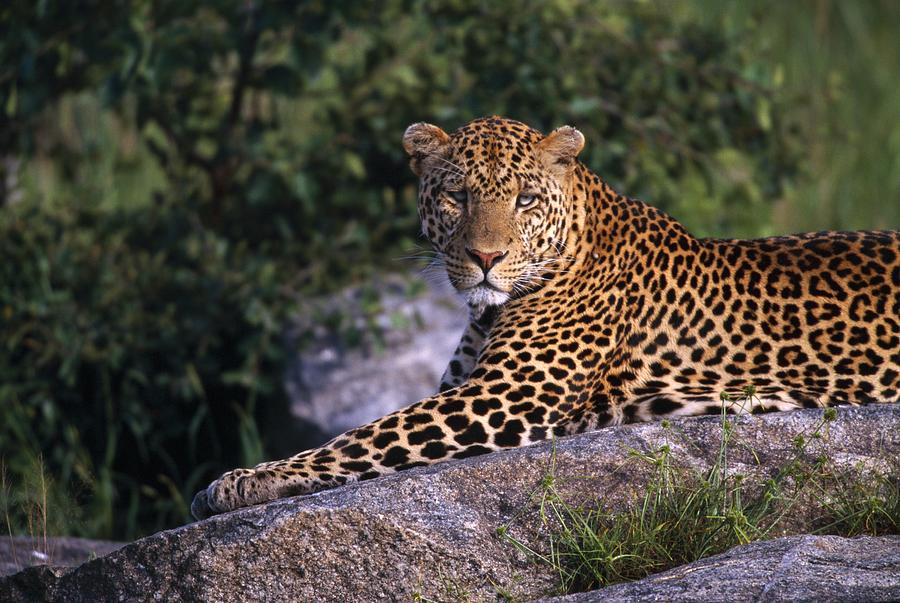 Serengeti safari national park during Dry Season