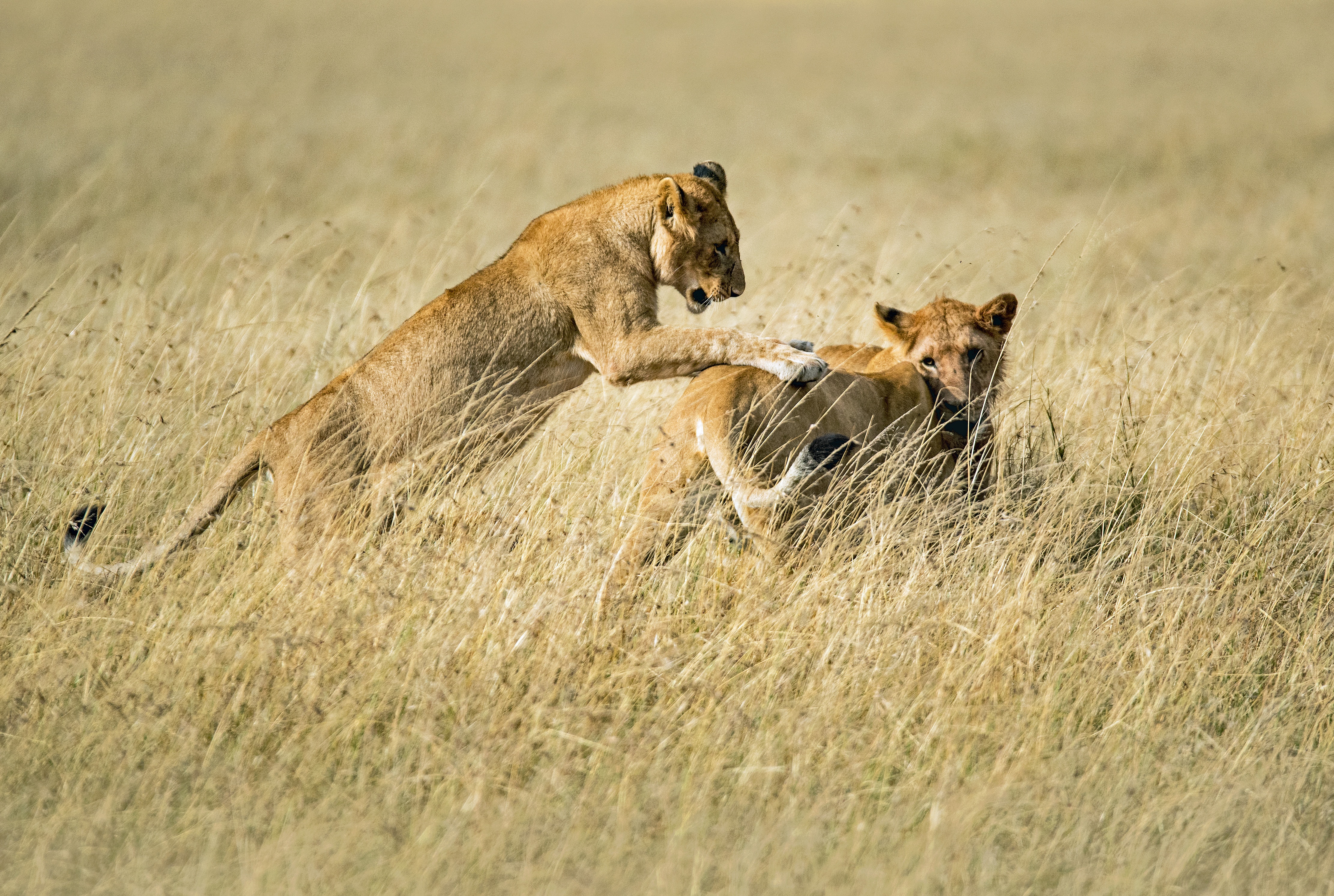 Serengeti national park during Dry Season