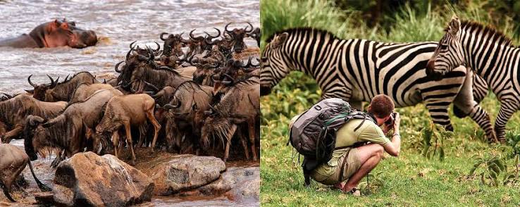 Massive columns of the Wildebeest Migration trekking across the endless plains of the Serengeti