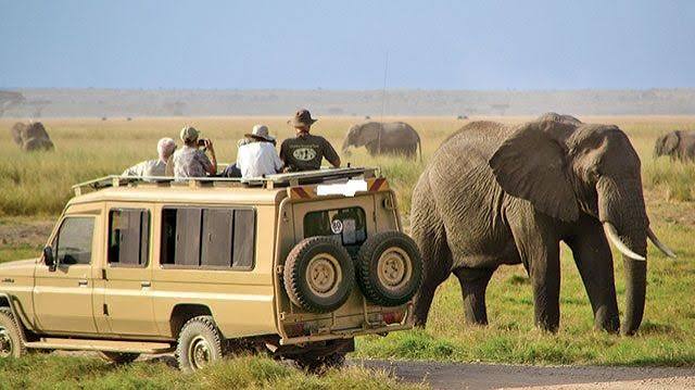 Activity in the Serengeti