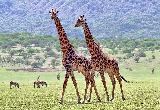 Masai giraffe walking through Tarangire National Park during a 1-Day Tanzania private safari