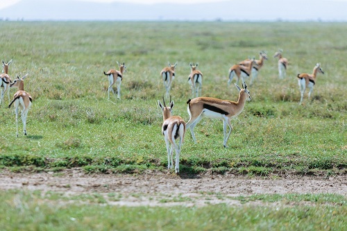 4 Days Tanzania Private Safari Tour for 2026/2027