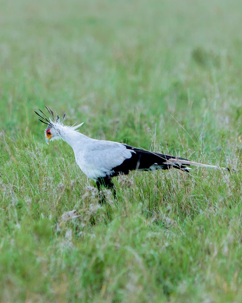 4 Days Tanzania Private Safari Tour for 2026/2027