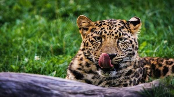 A wild cheetah resting on a mound in the grasslands of the Serengeti