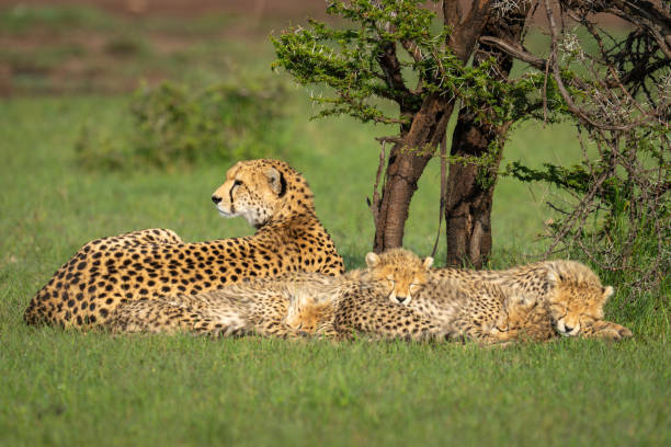Wild cheetah resting on the grass during a Serengeti morning safari game drive