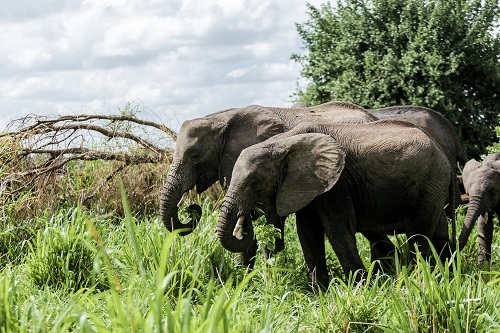 4 Days Tanzania Private Safari Tour for 2026/2027