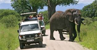 African elephants grazing near majestic baobab trees in Tarangire National Park