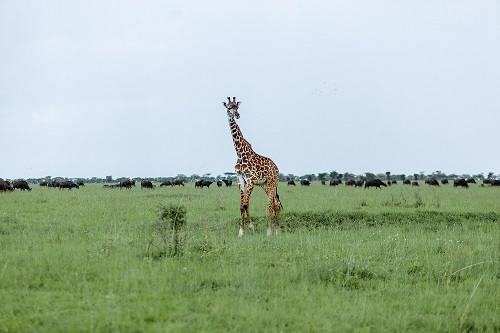 giraffe in the serengeti for 2026-2027