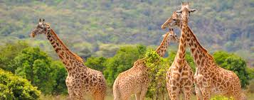 Scenic wild giraffe roaming next to acacia trees in Tanzania safari park