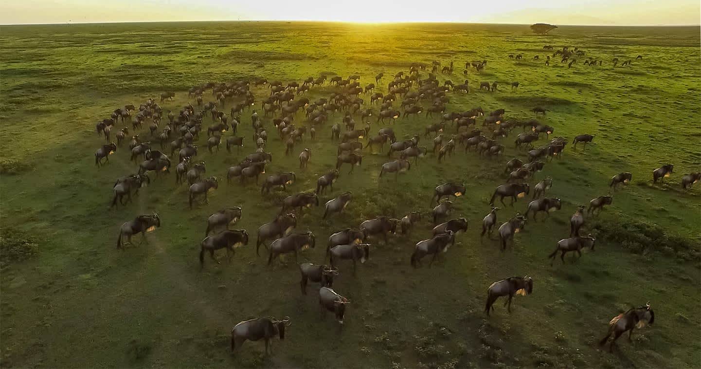 Serengeti national park migration safaris