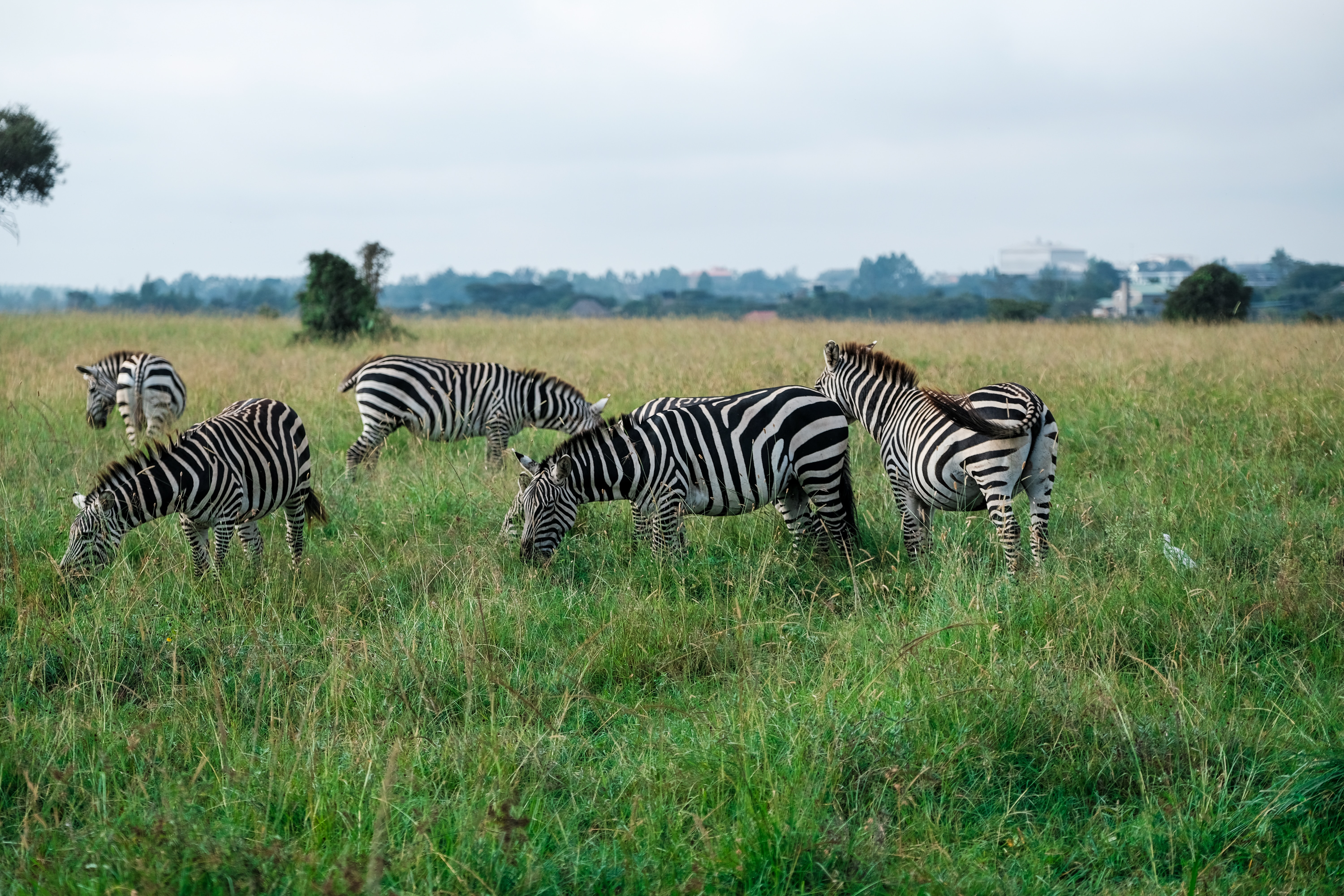 serengeti national park during green season
