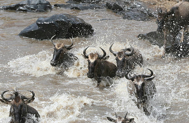 Wildebeest and zebras congregating at the Grumeti River during the Great Migration