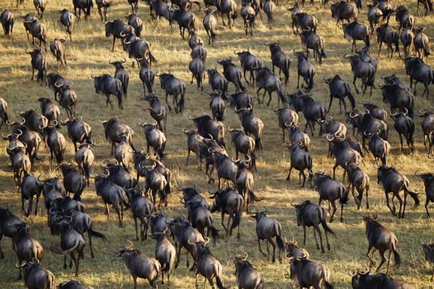 Massive herds of wildebeests migrating across the Western Serengeti safari landscapes