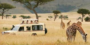 Custom 4x4 safari jeep exploring the groundwater forest trails of Lake Manyara National Park