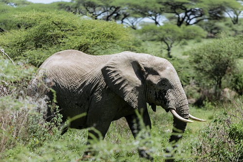 1 Day Tanzania Private Safari Tour for 2026/2027