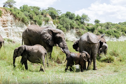 elephants that's walking together 2026-2027