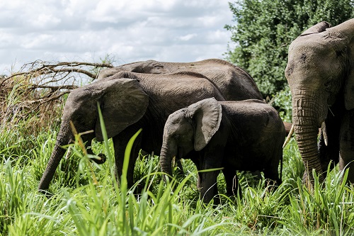 5-Day lioness in the serengeti elephants Private safari for 2026-2027