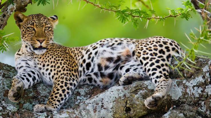 Leopard spotted during a game drive in Serengeti National Park, Tanzania