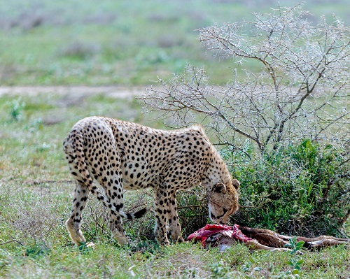 1 days Ngorongoro safari tour in 2026-2027