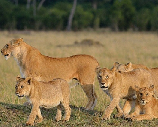 Serengeti national park migration safari