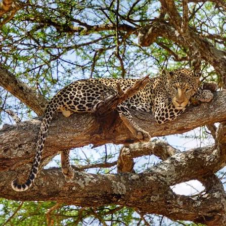 A rare tree-climbing lion resting safely up on an acacia tree branch