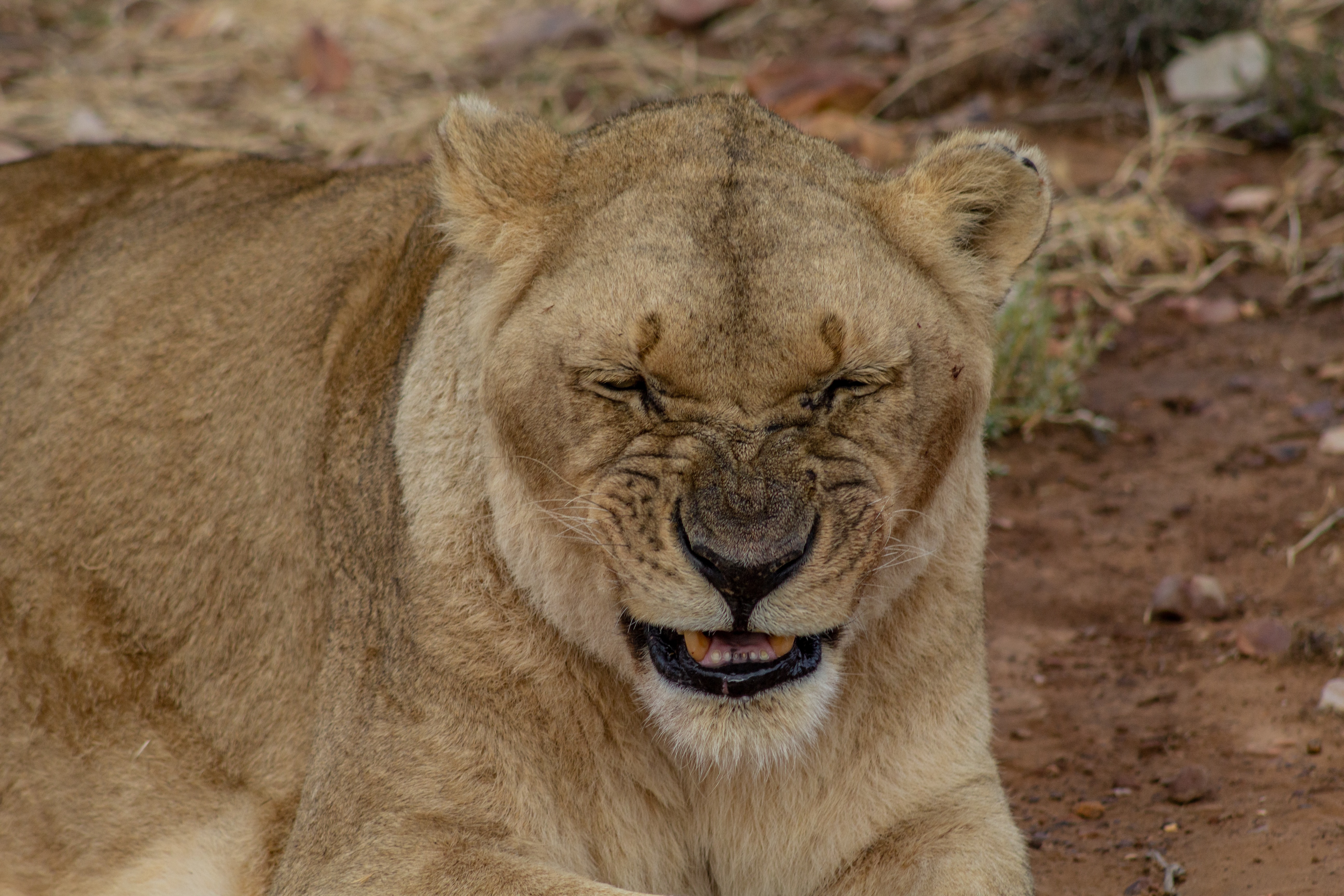1 day Tanzania group Join safari tour 2026-2027