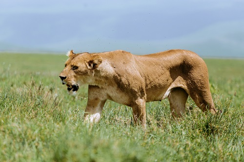 1 Day Tanzania Private Safari Tour for 2026/2027
