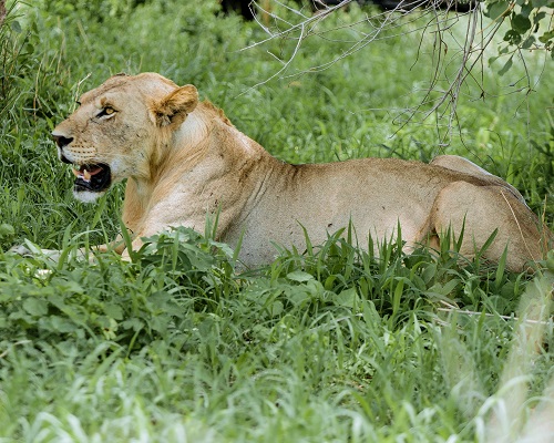 4 days Tanzania private safari tour 2026-2027