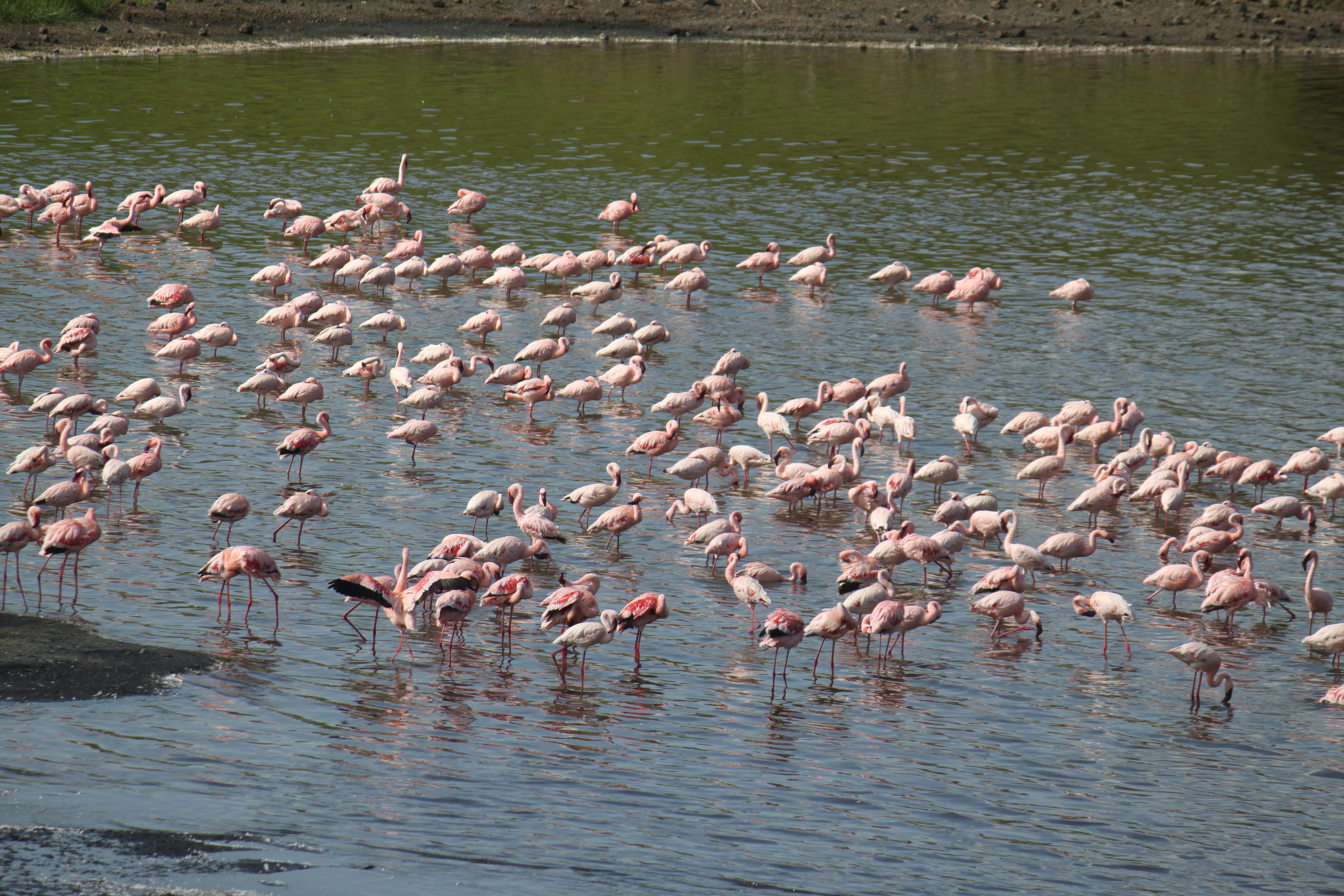 best tanzania private safari tours