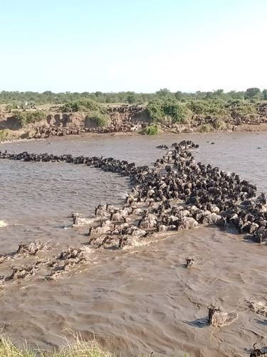 migration od animals crossings a river