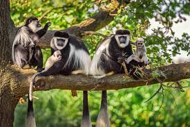 A black-and-white colobus monkey perched on a tree branch in Arusha National Park