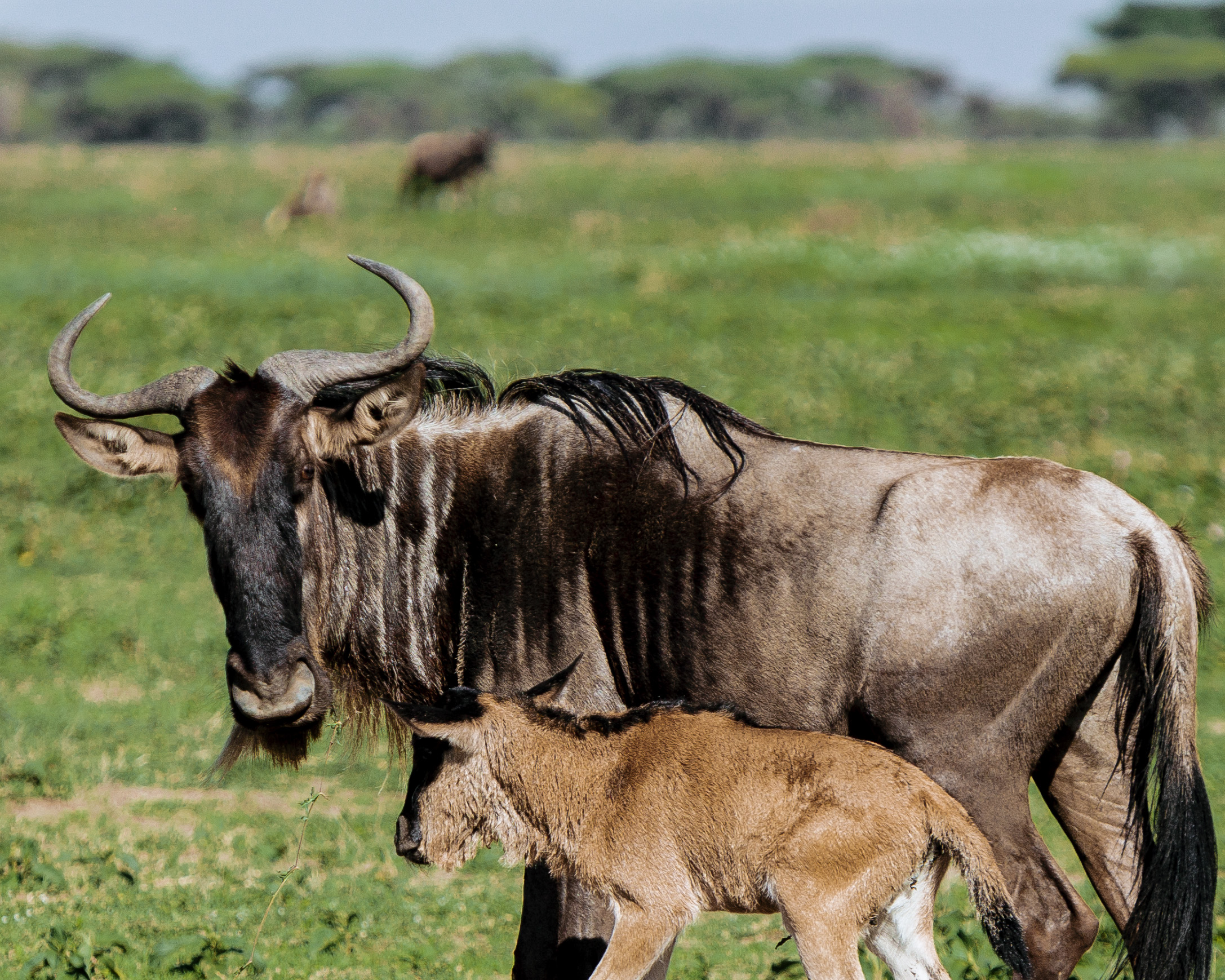 Ngorongoro crater safari tour