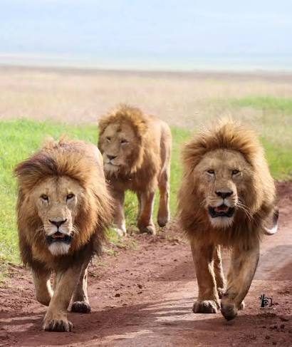 A pride of wild lions resting in the grass during a private safari in Ngorongoro Crater
