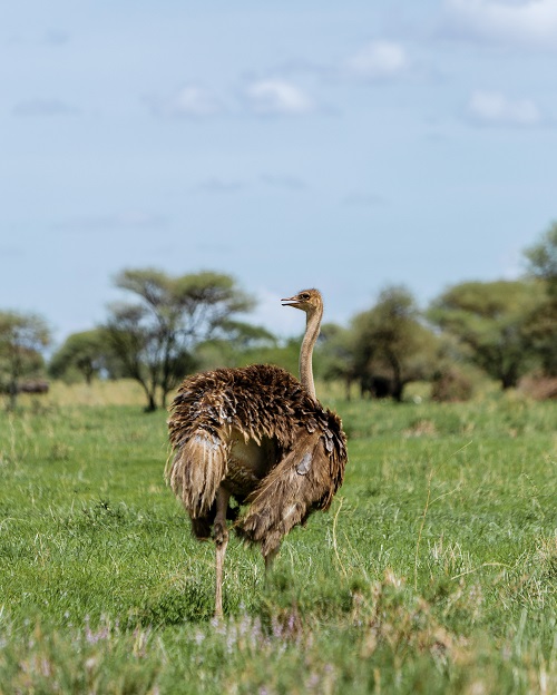 4 Days Tanzania Private Safari Tour for 2026/2027