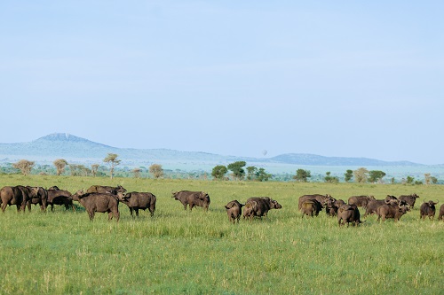1 days rhino i the serengeti for 2026-2027