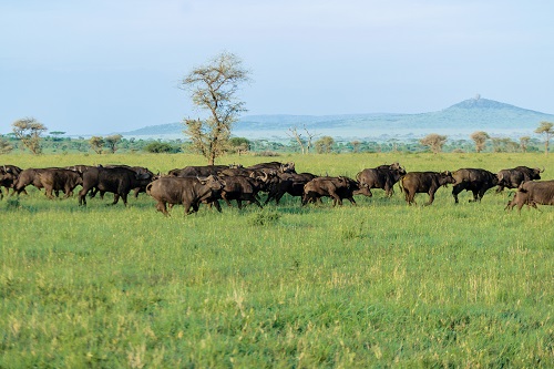 3 Days Tanzania Private Safari Tour for 2026/2027