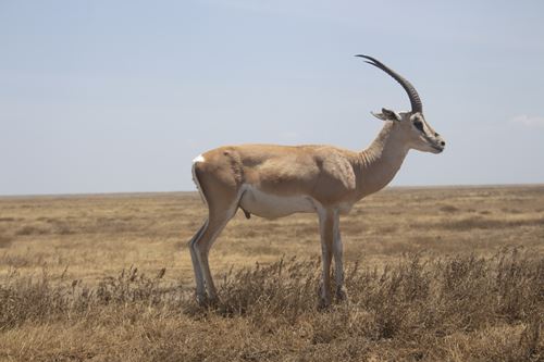 best Tanzania tours. 2025/2026 