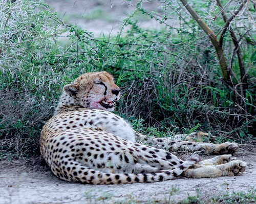 1 day Tanzania group Join safari tour 2026-2027