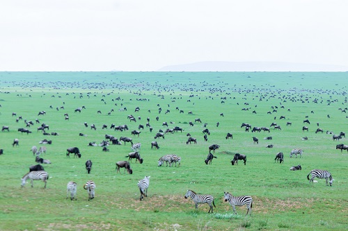Serengeti national park migration safari