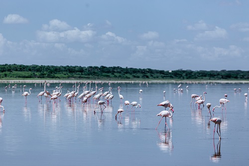 5-Day Serengeti river birds Private safari for 2026-2027