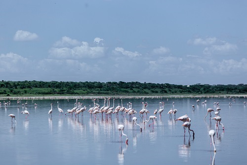 4 Days Tanzania group Joining Safari Tour for 2026/2027