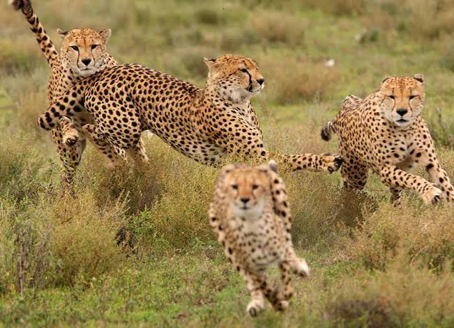 Serengeti Savanna Wildlife View