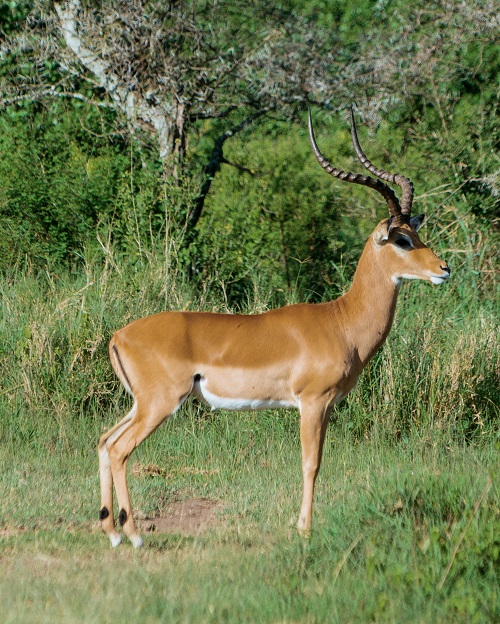 1 days Tanzania group join safari tour in the serengeti for 2026-2027