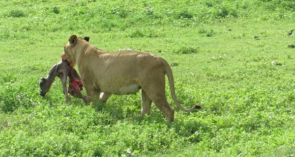 4 Days Tanzania Private Safari Tour for 2026/2027