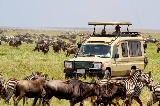 Tourists Spotting Wildlife in Serengeti